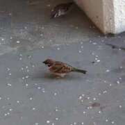 ヒメ日記 2025/08/23 06:19 投稿 ともえ 鶯谷おかあさん