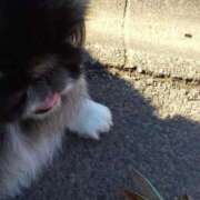 ヒメ日記 2025/08/24 05:59 投稿 ともえ 鶯谷おかあさん