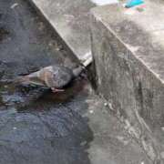 ヒメ日記 2025/08/26 06:59 投稿 ともえ 鶯谷おかあさん