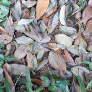 ヒメ日記 2025/08/27 06:49 投稿 ともえ 鶯谷おかあさん