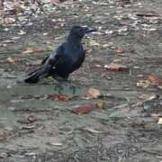 ヒメ日記 2025/08/28 07:39 投稿 ともえ 鶯谷おかあさん