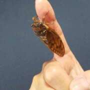 ヒメ日記 2025/08/29 06:39 投稿 ともえ 鶯谷おかあさん