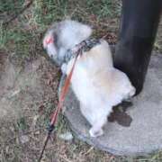 ヒメ日記 2025/08/30 05:59 投稿 ともえ 鶯谷おかあさん