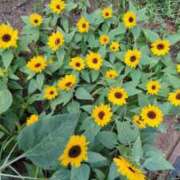 ヒメ日記 2025/08/31 06:49 投稿 ともえ 鶯谷おかあさん