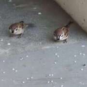 ヒメ日記 2025/09/01 06:09 投稿 ともえ 鶯谷おかあさん