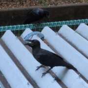 ヒメ日記 2025/09/02 06:49 投稿 ともえ 鶯谷おかあさん