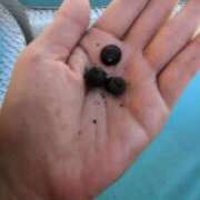 ヒメ日記 2025/09/03 06:39 投稿 ともえ 鶯谷おかあさん