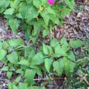 ヒメ日記 2025/09/04 06:09 投稿 ともえ 鶯谷おかあさん