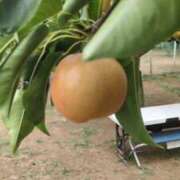 ヒメ日記 2025/09/04 13:39 投稿 ともえ 鶯谷おかあさん