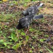 ヒメ日記 2025/09/06 06:19 投稿 ともえ 鶯谷おかあさん