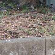 ヒメ日記 2025/09/07 06:19 投稿 ともえ 鶯谷おかあさん