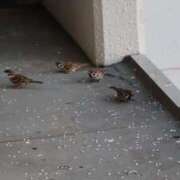 ヒメ日記 2025/09/08 05:59 投稿 ともえ 鶯谷おかあさん