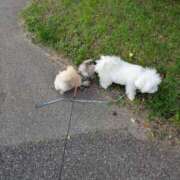 ヒメ日記 2025/09/10 07:12 投稿 ともえ 鶯谷おかあさん