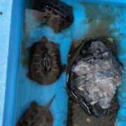 ヒメ日記 2025/09/11 06:19 投稿 ともえ 鶯谷おかあさん