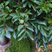 ヒメ日記 2025/09/14 06:49 投稿 ともえ 鶯谷おかあさん