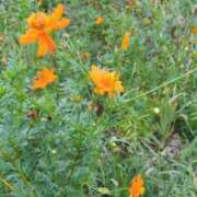 ヒメ日記 2025/09/15 06:39 投稿 ともえ 鶯谷おかあさん