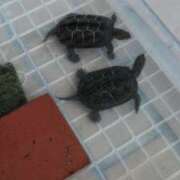 ヒメ日記 2025/09/16 06:59 投稿 ともえ 鶯谷おかあさん