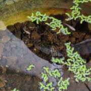 ヒメ日記 2025/09/17 06:10 投稿 ともえ 鶯谷おかあさん