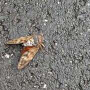 ヒメ日記 2025/09/18 06:09 投稿 ともえ 鶯谷おかあさん