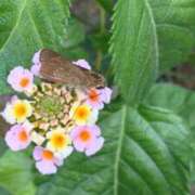 ヒメ日記 2025/09/21 06:19 投稿 ともえ 鶯谷おかあさん