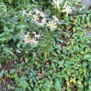 ヒメ日記 2025/09/22 06:19 投稿 ともえ 鶯谷おかあさん