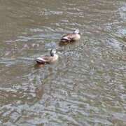 ヒメ日記 2025/09/23 07:49 投稿 ともえ 鶯谷おかあさん