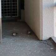 ヒメ日記 2025/09/24 06:19 投稿 ともえ 鶯谷おかあさん