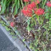 ヒメ日記 2025/09/25 06:09 投稿 ともえ 鶯谷おかあさん