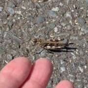 ヒメ日記 2025/09/26 06:08 投稿 ともえ 鶯谷おかあさん