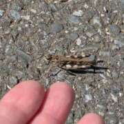 ヒメ日記 2025/09/26 06:26 投稿 ともえ 鶯谷おかあさん