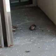 ヒメ日記 2025/09/27 06:59 投稿 ともえ 鶯谷おかあさん