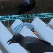 ヒメ日記 2025/09/28 06:39 投稿 ともえ 鶯谷おかあさん