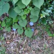 ヒメ日記 2025/10/03 06:22 投稿 ともえ 鶯谷おかあさん