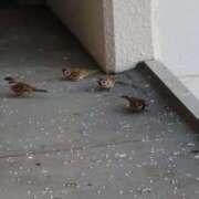 ヒメ日記 2025/10/05 06:49 投稿 ともえ 鶯谷おかあさん