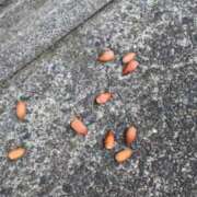 ヒメ日記 2025/10/06 07:09 投稿 ともえ 鶯谷おかあさん