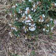 ヒメ日記 2025/10/07 07:49 投稿 ともえ 鶯谷おかあさん