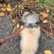 ヒメ日記 2025/10/10 06:29 投稿 ともえ 鶯谷おかあさん