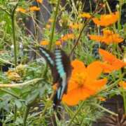 ヒメ日記 2025/10/14 07:19 投稿 ともえ 鶯谷おかあさん