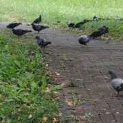 ヒメ日記 2025/10/17 07:09 投稿 ともえ 鶯谷おかあさん