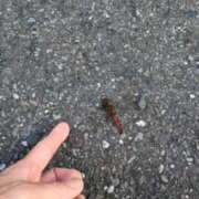 ヒメ日記 2025/10/18 07:19 投稿 ともえ 鶯谷おかあさん