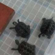 ヒメ日記 2025/10/21 07:09 投稿 ともえ 鶯谷おかあさん