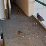 ヒメ日記 2025/10/23 06:49 投稿 ともえ 鶯谷おかあさん