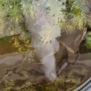 ヒメ日記 2025/10/24 06:59 投稿 ともえ 鶯谷おかあさん