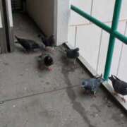 ヒメ日記 2025/10/26 07:09 投稿 ともえ 鶯谷おかあさん