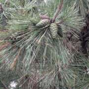 ヒメ日記 2025/10/27 06:15 投稿 ともえ 鶯谷おかあさん