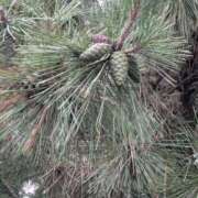 ヒメ日記 2025/10/27 06:29 投稿 ともえ 鶯谷おかあさん