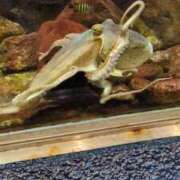 ヒメ日記 2025/10/29 06:49 投稿 ともえ 鶯谷おかあさん