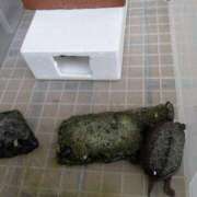 ヒメ日記 2025/11/01 06:27 投稿 ともえ 鶯谷おかあさん