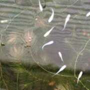 ヒメ日記 2025/11/02 06:59 投稿 ともえ 鶯谷おかあさん