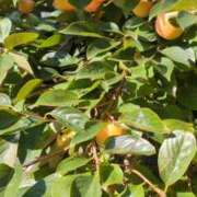 ヒメ日記 2025/11/04 07:39 投稿 ともえ 鶯谷おかあさん